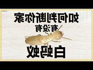 家里有白蟻