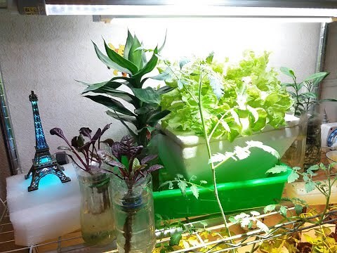 办公室放什么植物好