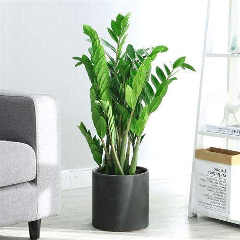 辦公室植物推薦