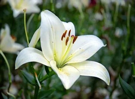 百合花品種