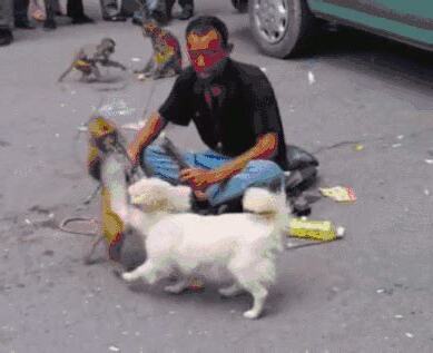 猴與狗