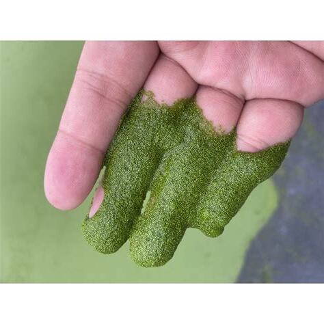 無根浮萍
