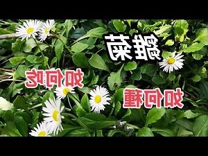 雛菊種植