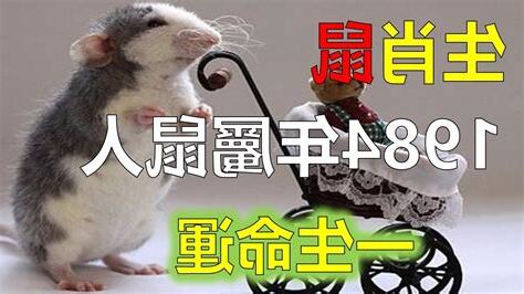 1984生肖鼠