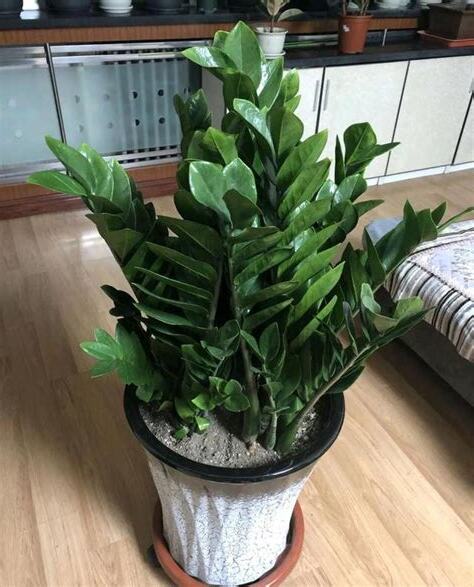 招財的花