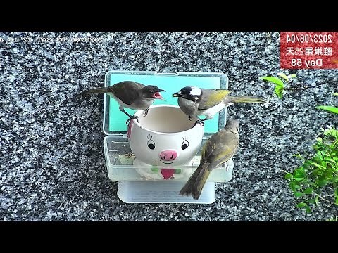 鳥築巢風水