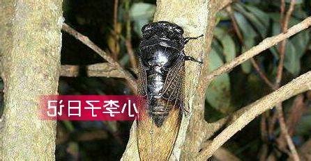 蟬為什麼一直叫