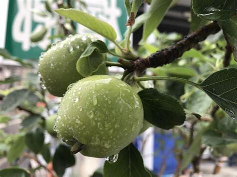 陽性植物
