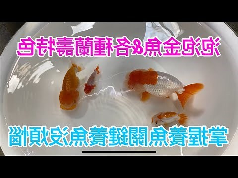 黑色黑牡丹金魚