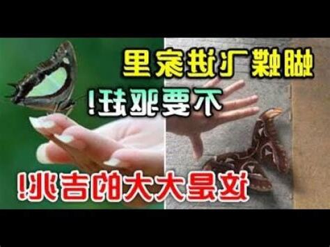 蝴蝶進家裡