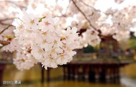 櫻花樹種植