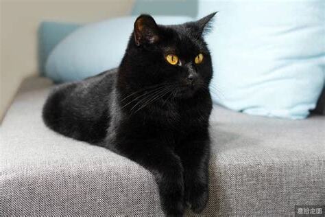養黑貓