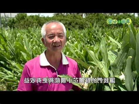 野薑花風水