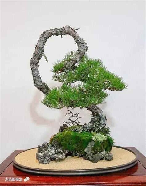 樹相