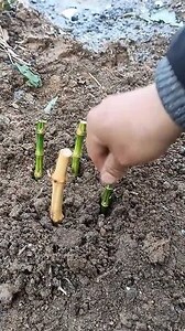 庭院竹子種類
