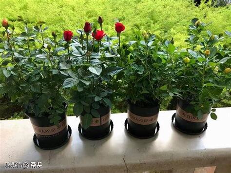 玫瑰種植陽台