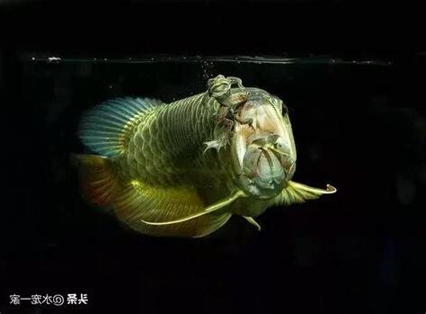養龍魚禁忌