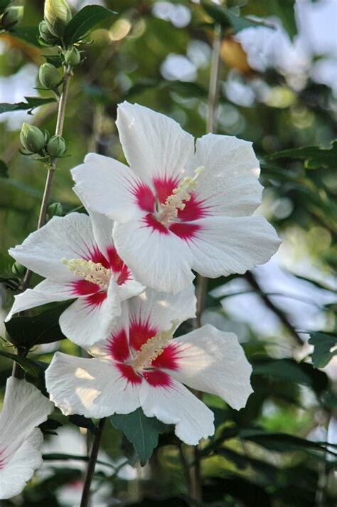 木槿花樹