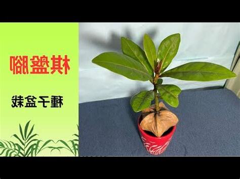 棋盤腳風水