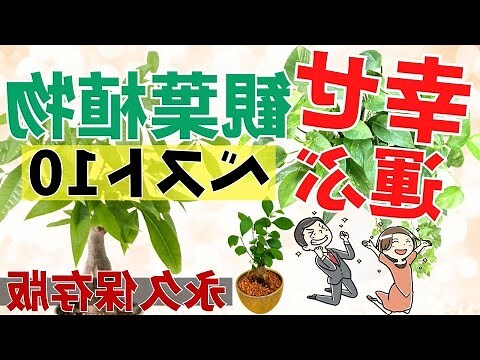 藤蔓植物風水