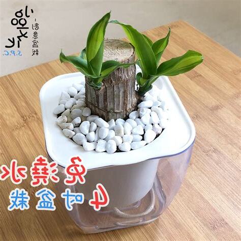 巴西鐵樹水培