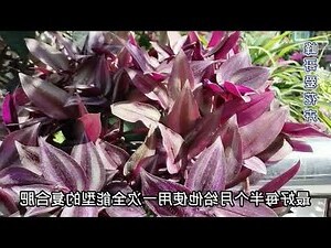 吊竹梅風水
