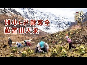 天山雪蓮禁忌