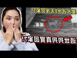 家裡狗狗過世
