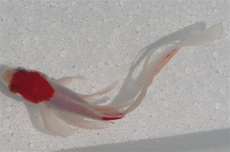 玉如意魚風水