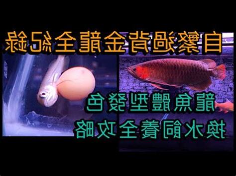 生龍水族