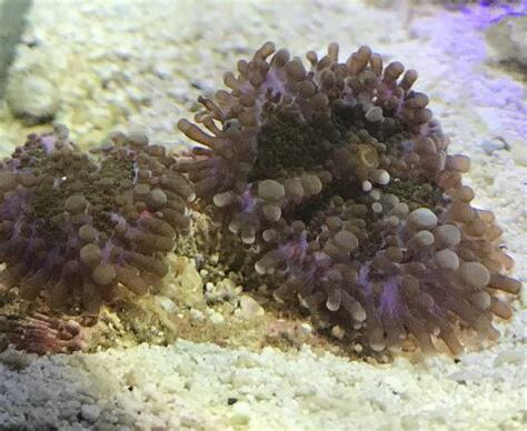珊瑚擺放位置