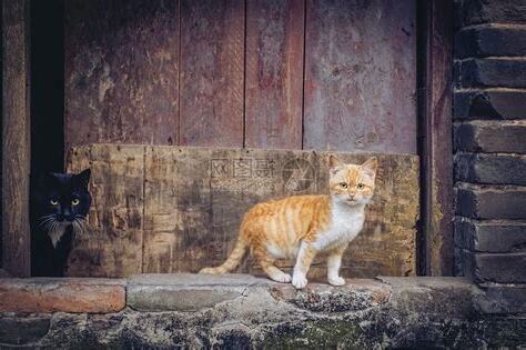 猫死在家门口