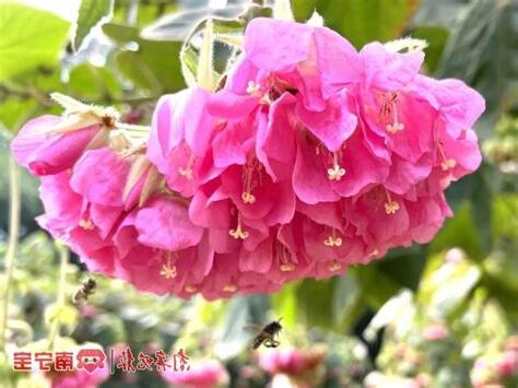 非洲芙蓉