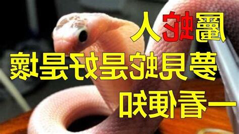 在家看到蛇是好是壞