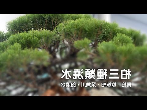 針柏樹風水