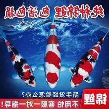 三色錦鯉價格