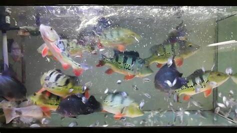 皇冠三間魚