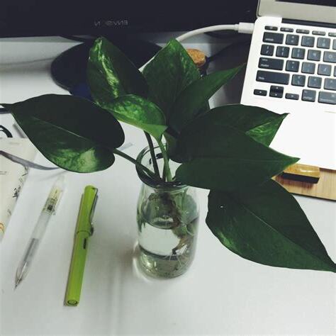 桌上植物
