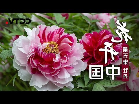 正德君看呼綠牡丹開