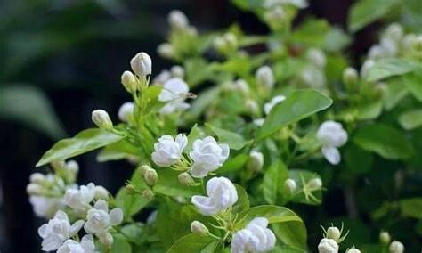 茉莉花寓意