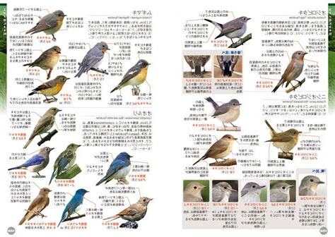 鳥種類