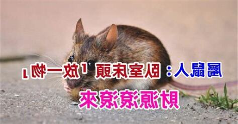 屬鼠床位