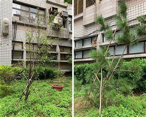 梅樹風水