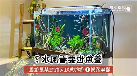 魚缸風水2023