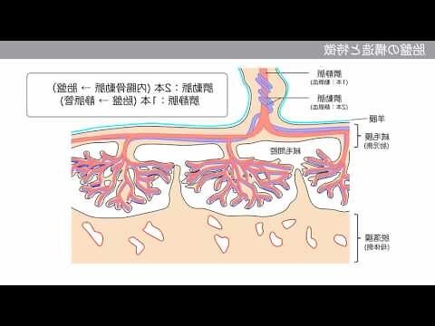 低位性前置胎盤