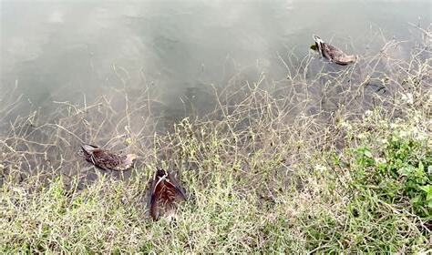 鳥類死亡處理