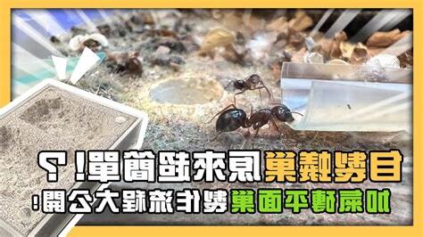 螞蟻巢