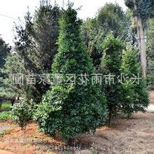 竹柏樹價格