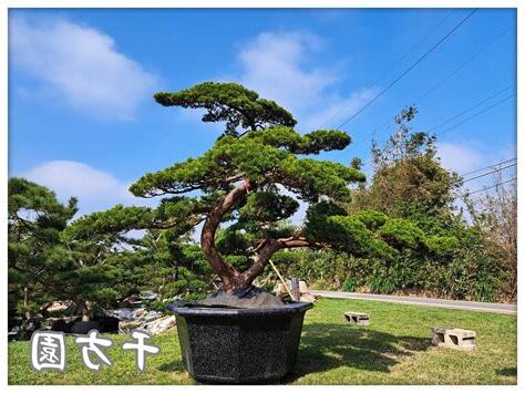 松柏樹風水