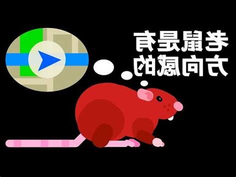 看見老鼠預兆